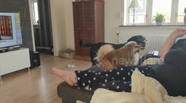 Couch dog training funny
