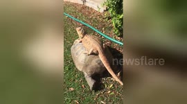 106-year-old tortoise gives bearded dragon a ride