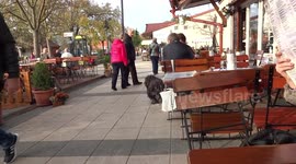 Hilarious doggy ! ! ! ! ! !