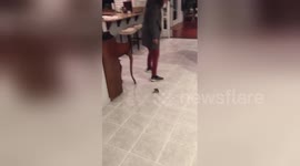 ‘Baby chick thinks I’m her mama!’