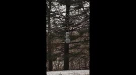 Fiches endure strong winds to eat