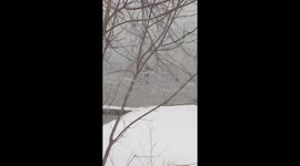 Bufflehead ducks taking shelter in the storm