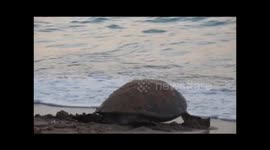 Turtle Makes Its Way To Indian Ocean After Nesting On A Beach In Oman