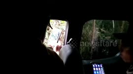 Tiger catch by nature conservacy agency of indonesia