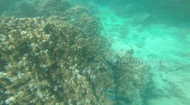 The Coral Of Khasab Oman
