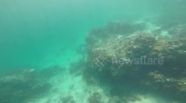 Beautiful Coral Off Coast Of Oman