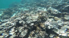 Beautiful Coral Off The Coast Of Oman