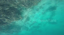 Beautiful Coral of Oman!