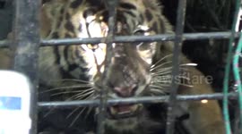The veterinarian team checks the condition of the Sumatran tiger in a cage