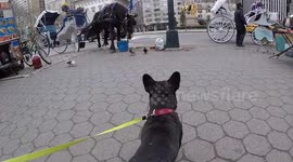 French Bulldog sees horse for first time