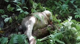 A buffalo pounced on a Sumatran tiger