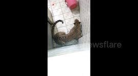 Leopard trapped in house tries to escape through window
