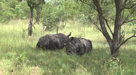 Dozing male White Rhinos - lying in the shade