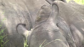 Closeup of the radar-like ears on dozing male White Rhinos