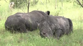 Dozing male White Rhinos in the shade on a hot day