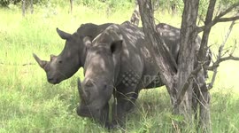 Two male White Rhinos standing in shade on a hot day