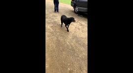 So my sister came home today and this was my dog’s reaction ???????? https://t.co/6WRtT8dnn8