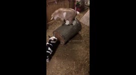 Goat runs on top of barrel
