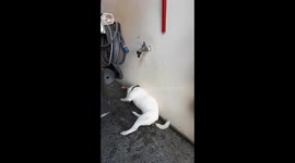 Jack Russell Shower?