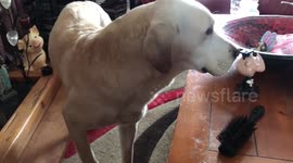 Cute Labrador spins in circles to find a comfy spot to lie in