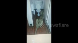 Lioness found in ladies toilet