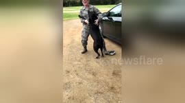 Dog's adorable reaction after owner returns from Air Force duty after 7 months
