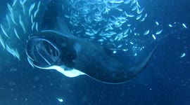 Manta rays swim in Hawaiian lagoon during enchanting nighttime dive