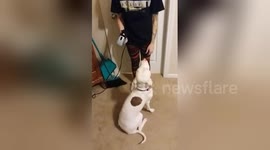 Newsflare Edit - Pitbull killed by gun