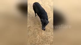 Newsflare Edit - Dog's adorable reaction after owner returns from Air Force duty after 7 months