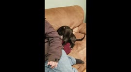 Which dog ate my shoe?