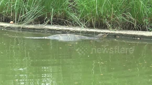 Visit monitor lizards at Lumpini Park, Bangkok