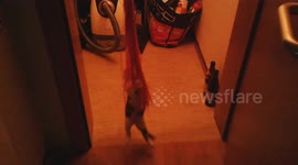 Cute kitten completely confounded by thread curtain in Austrian home
