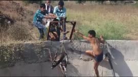 In daring rescue, villagers pull Indian antelope out of 100ft well