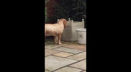 Cockapoos Relentless Fetch