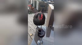 Newsflare Edit - Meet Schnitzel, the wine-guzzling hen from West Sussex