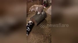 Newsflare Edit - Goat runs on top of barrel