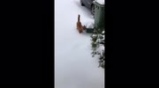 temp