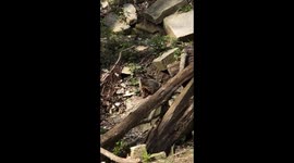 Groundhog casually hiding out in the background