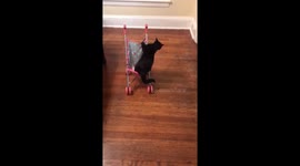 Cute cat loves playing with stroller