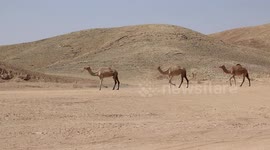 Camels walking in the desert
