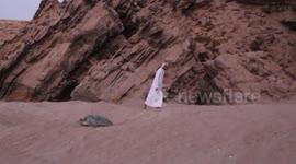 This turtle is returning to the sea in Oman