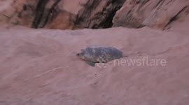 This turtle returns to the Indian Ocean after a night of nesting on a beach in Oman