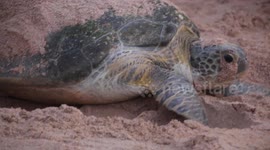 this turtle is finishing nesting before returning to the ocean in Oman