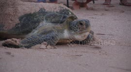 A turtle returns to the Indian Ocean after a night of nesting