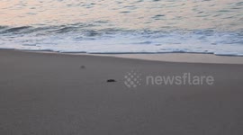 These baby turtles have just hatched and are racing for their lives to the sea!