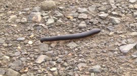 Look at all those legs! Giant Black Millipede or Shongololo walking