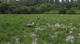 Water Buffalo In A field In Langkawi