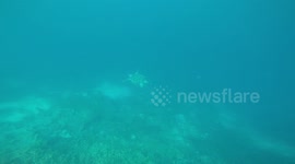 A Turtle follows the camera in Coron, Philippines