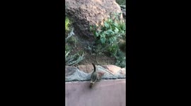 Killer dogs first encounter with a chipmunk (ground squirrel actually)