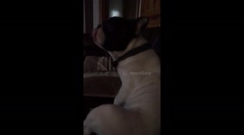 Frenchie Having a Scratch